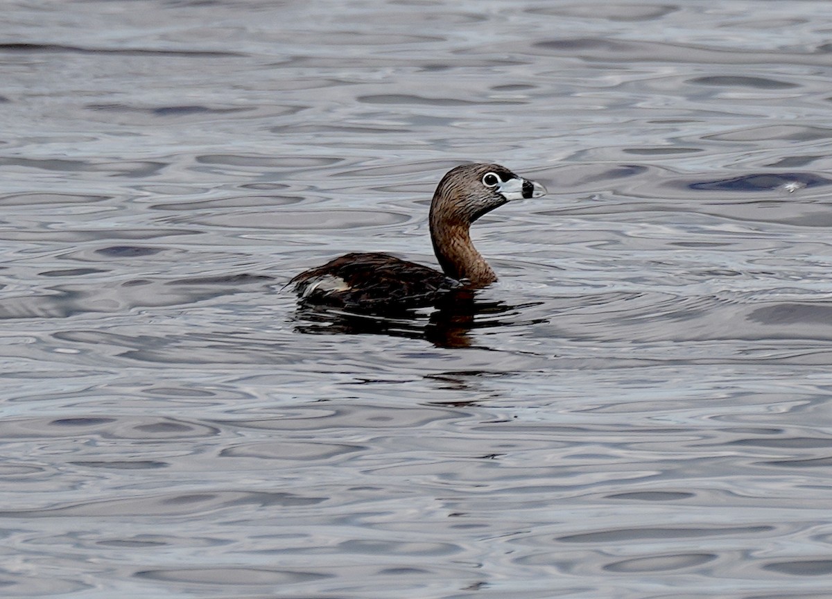 Pied-billed Grebe - ML620306295