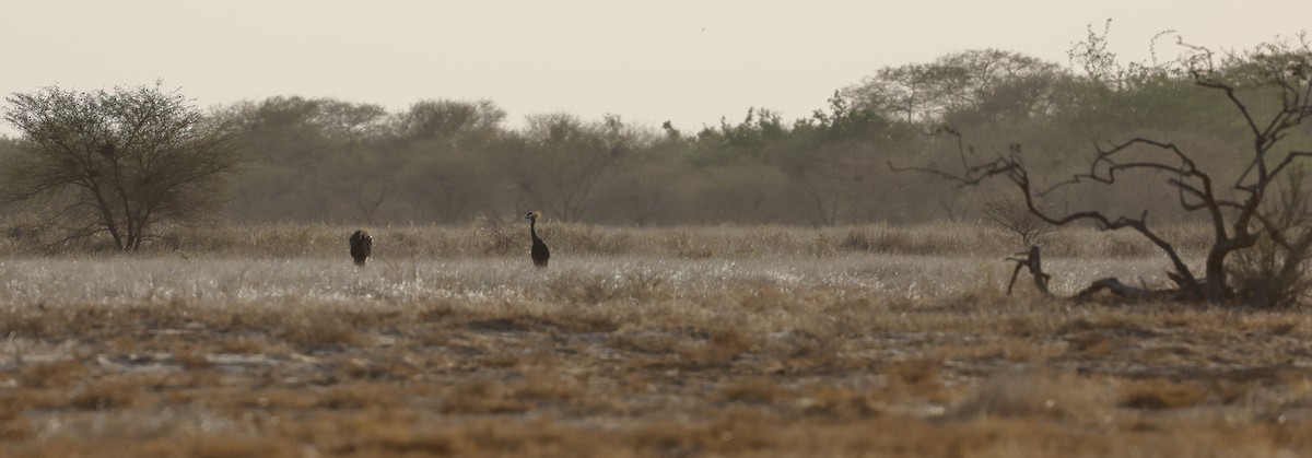 Black Crowned-Crane - ML620306301