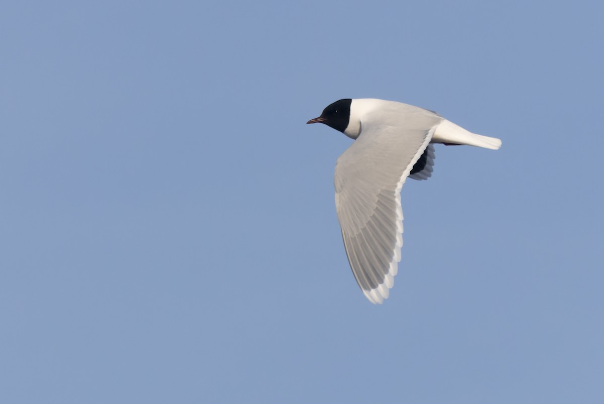 Little Gull - ML620306304