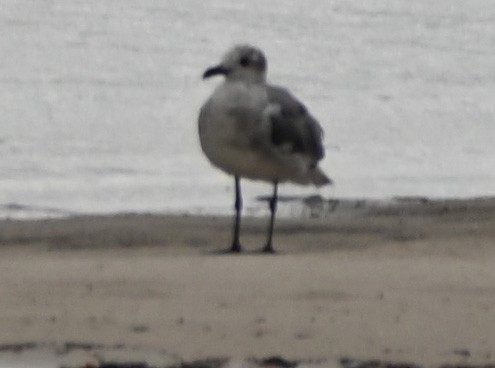 Laughing Gull - ML620306305