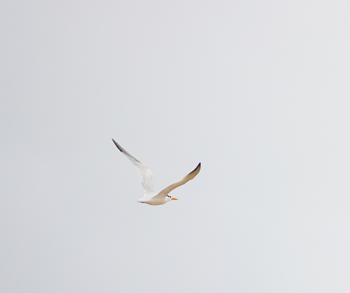 West African Crested Tern - ML620306311