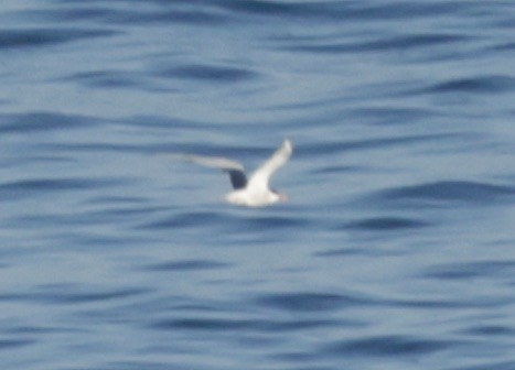Common Tern - ML620306319