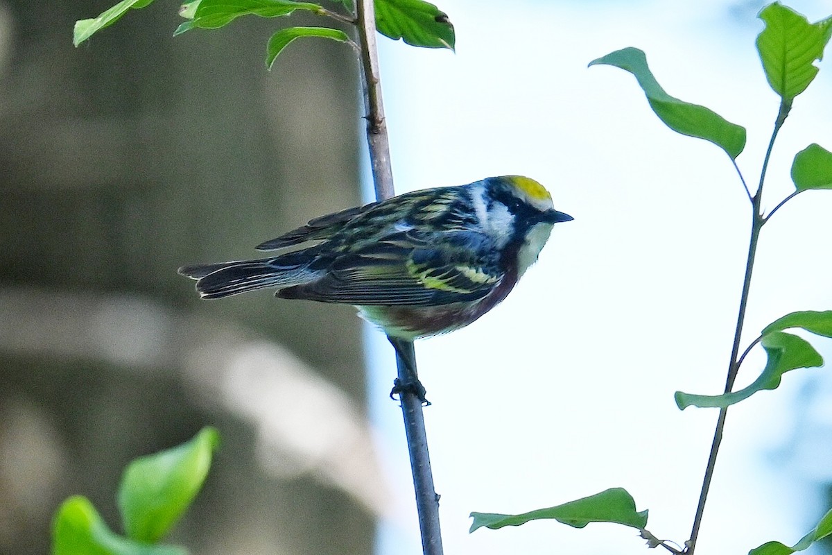 Chestnut-sided Warbler - ML620306320