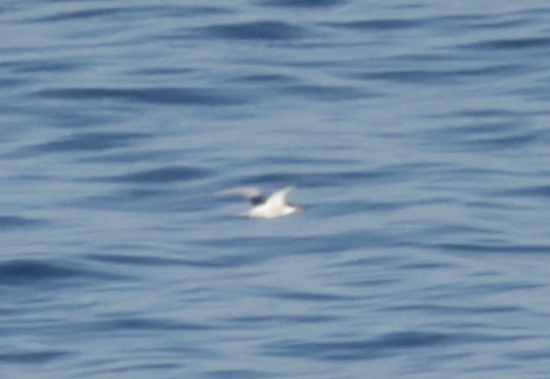 Common Tern - ML620306321