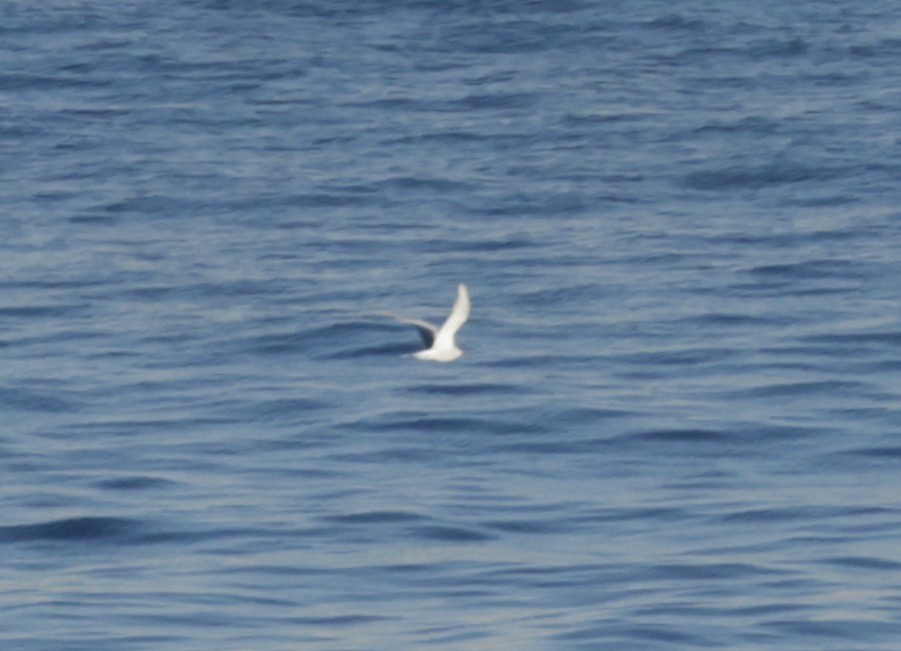 Common Tern - ML620306323