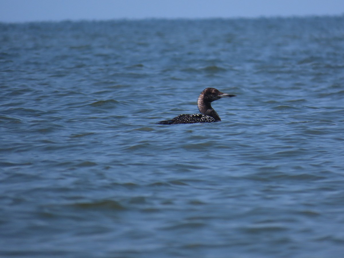 Common Loon - ML620306327