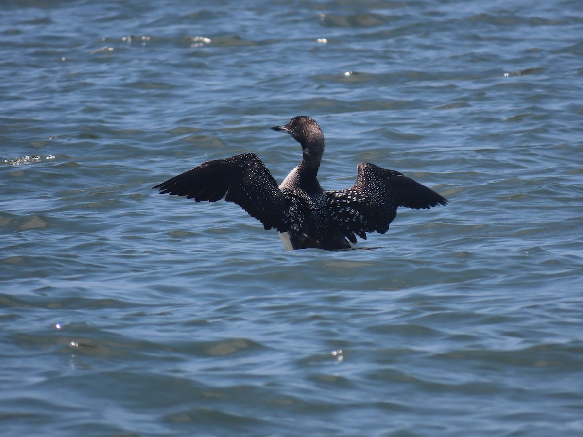 Common Loon - ML620306328