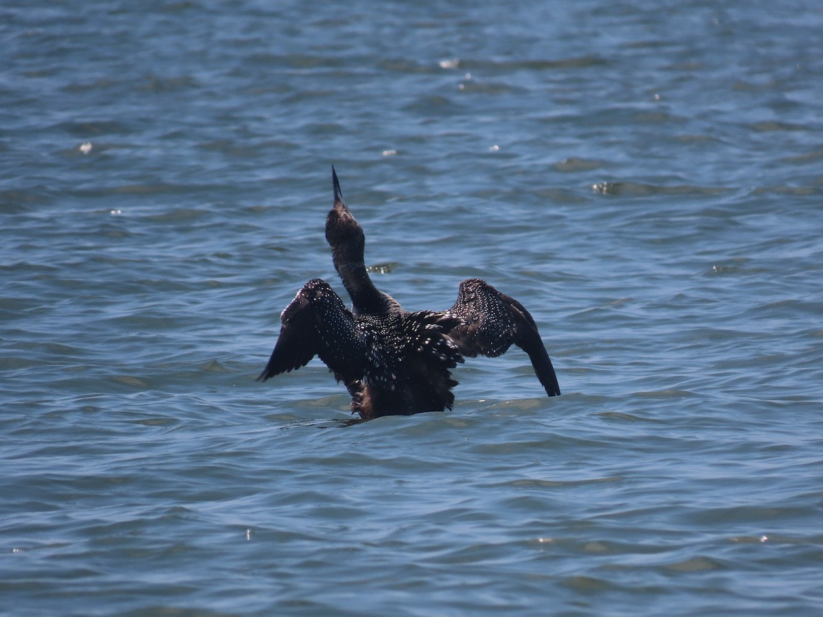 Common Loon - ML620306329