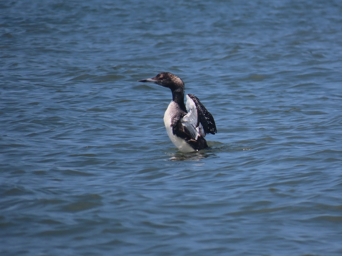 Common Loon - ML620306330