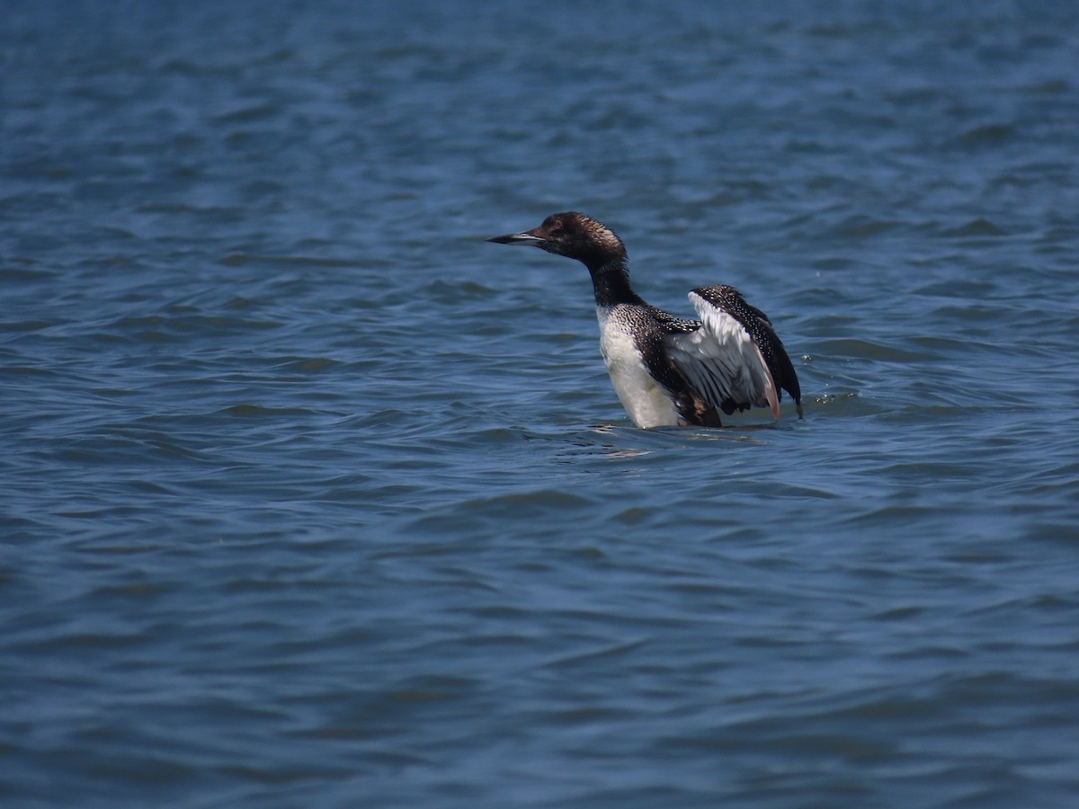 Common Loon - ML620306331