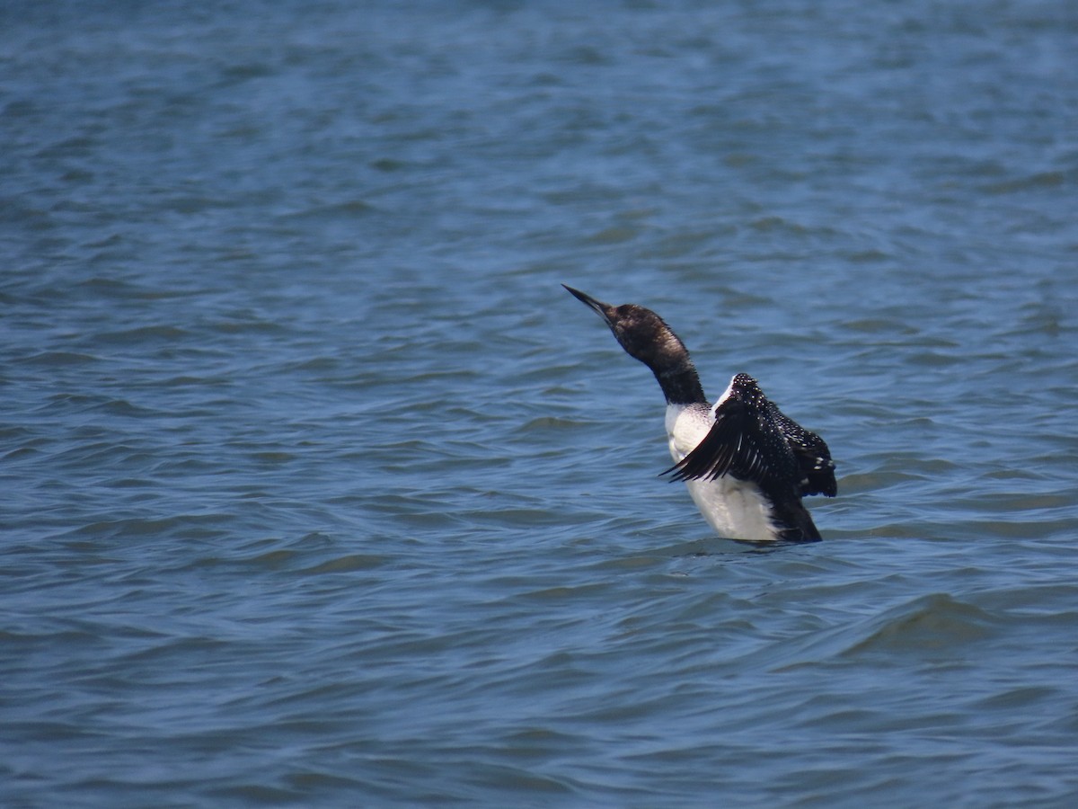 Common Loon - ML620306332