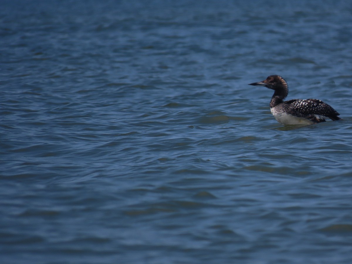 Common Loon - ML620306333
