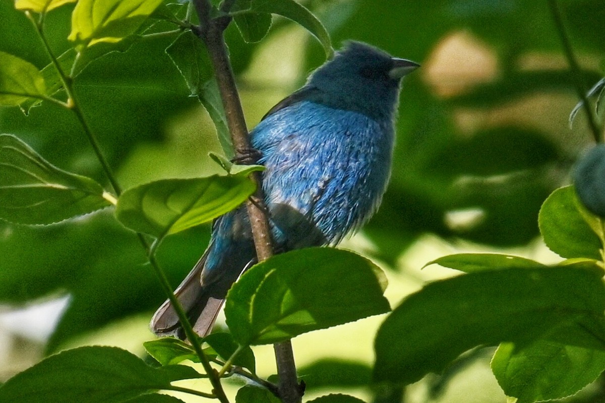 Indigo Bunting - ML620306335