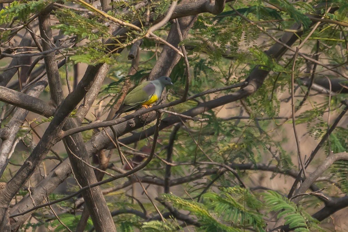 Bruce's Green-Pigeon - ML620306337