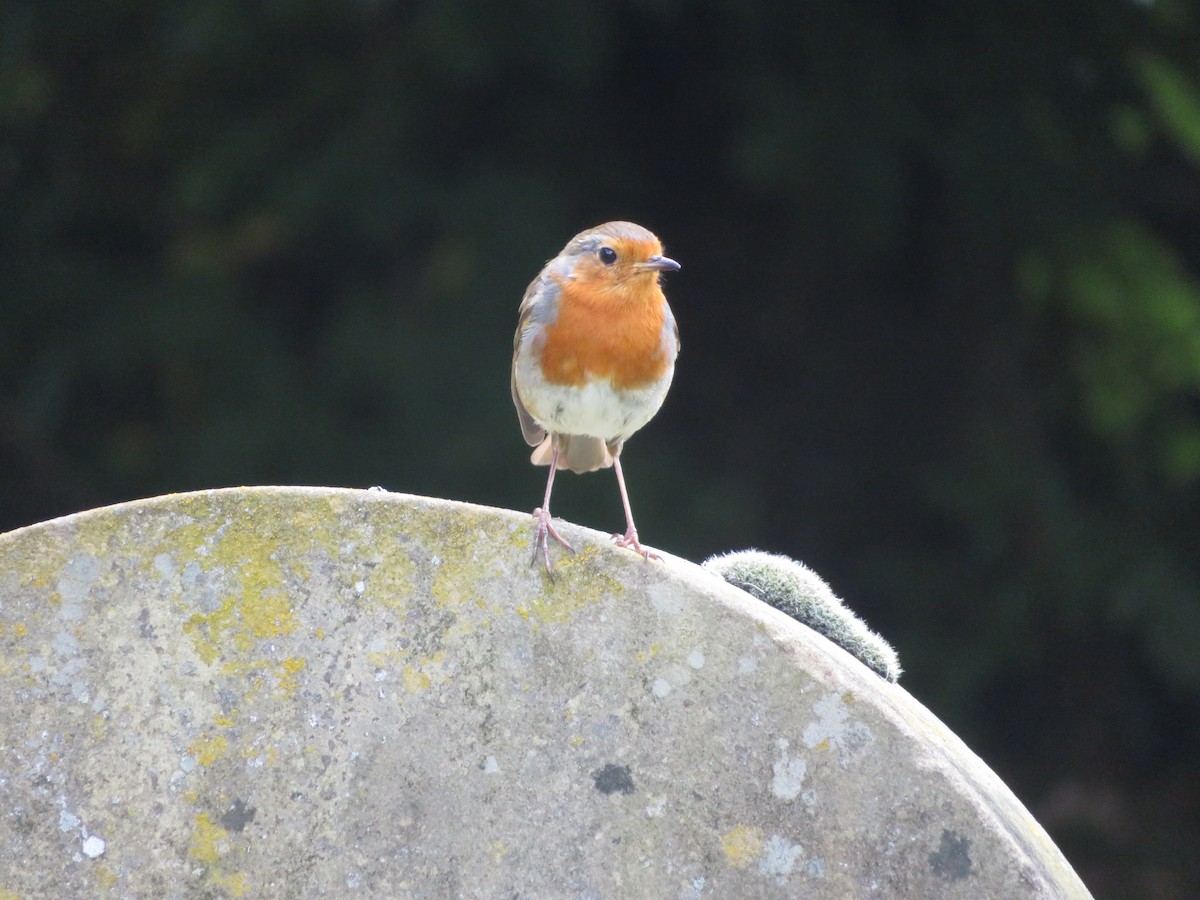 European Robin - ML620306347