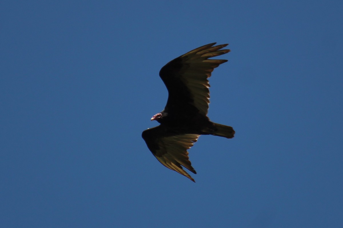 Turkey Vulture - ML620306348