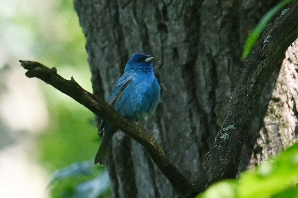 Indigo Bunting - ML620306349