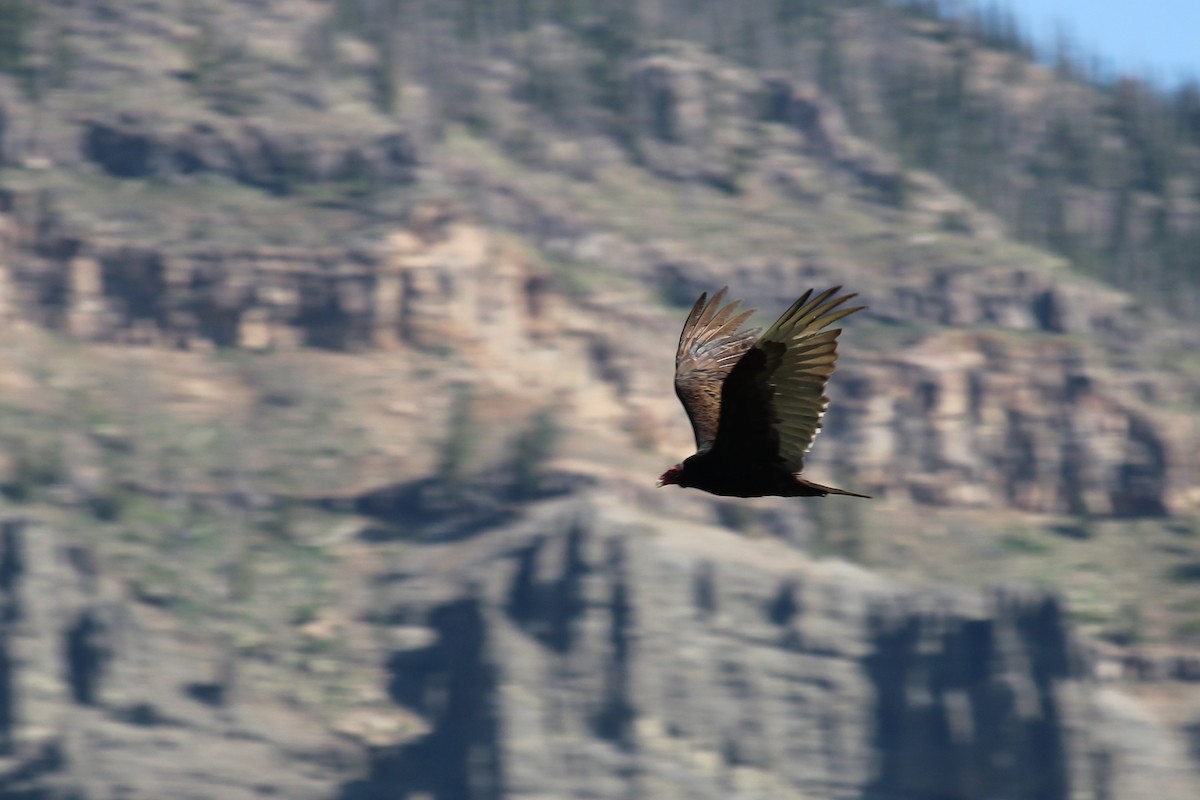 Turkey Vulture - ML620306352