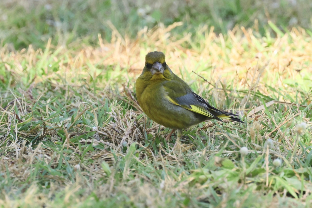 European Greenfinch - ML620306353