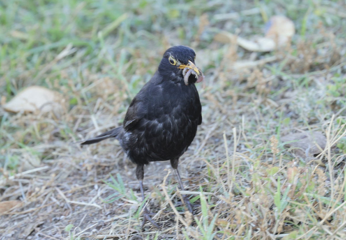 Eurasian Blackbird - ML620306359