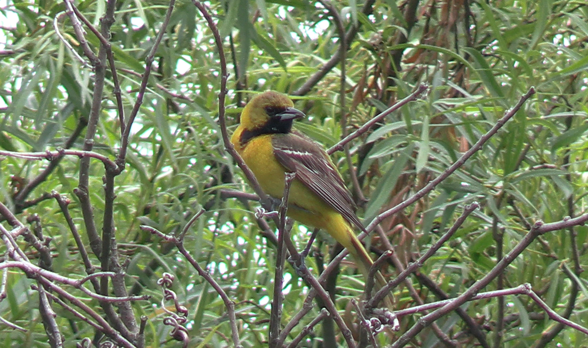 Orchard Oriole - ML620306360
