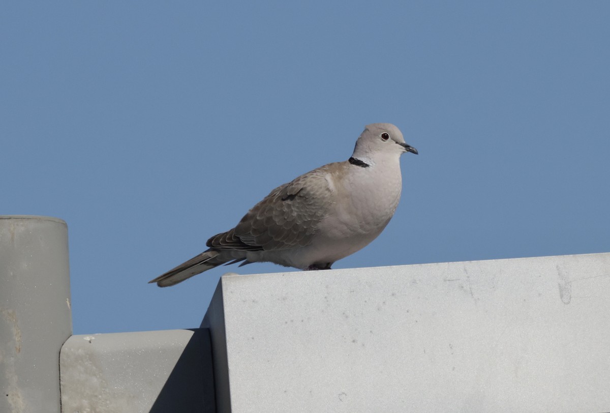 Eurasian Collared-Dove - ML620306366