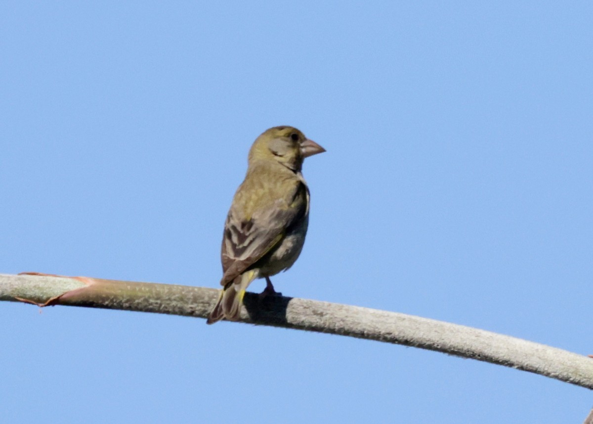 European Greenfinch - ML620306372