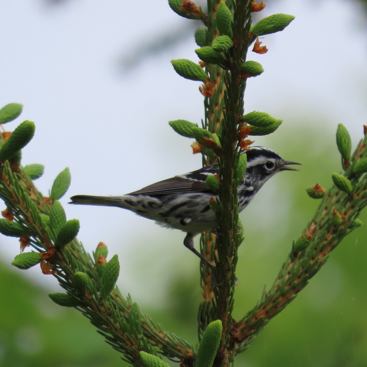 Black-and-white Warbler - ML620306388