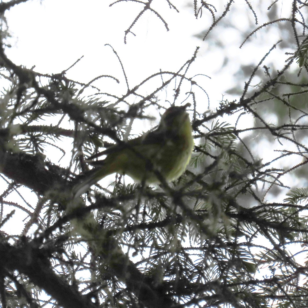 Reinita Palmera (hypochrysea) - ML620306393