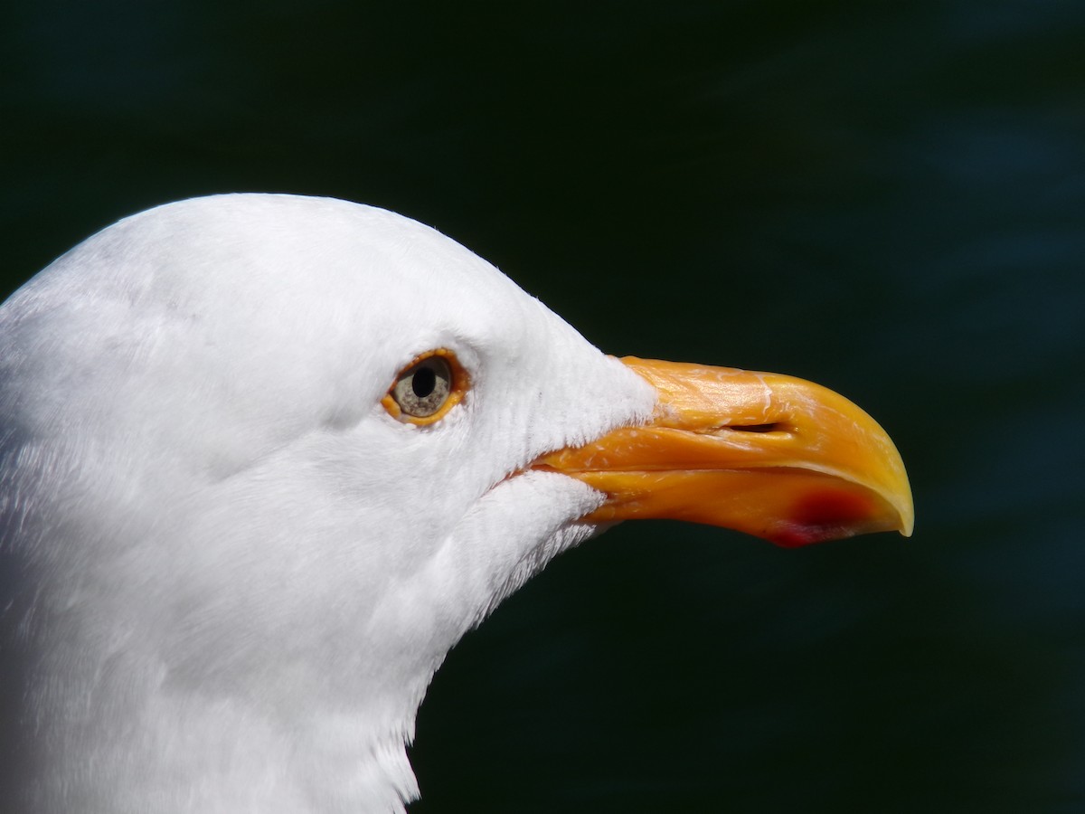 Western Gull - ML620306395