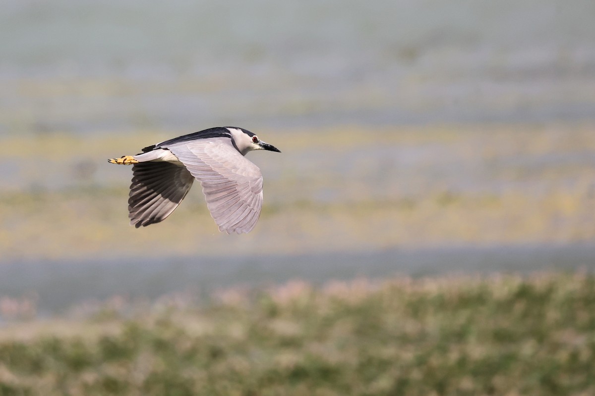 Black-crowned Night Heron - ML620306396