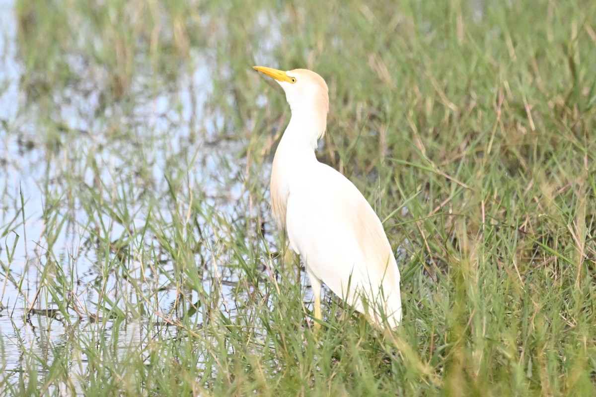 Египетская цапля (ibis) - ML620306402