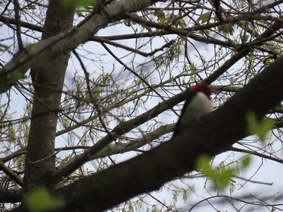 Red-headed Woodpecker - ML620306403