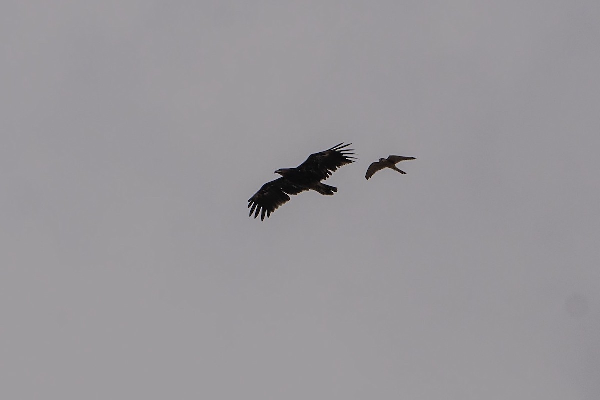 Greater Spotted Eagle - ML620306404