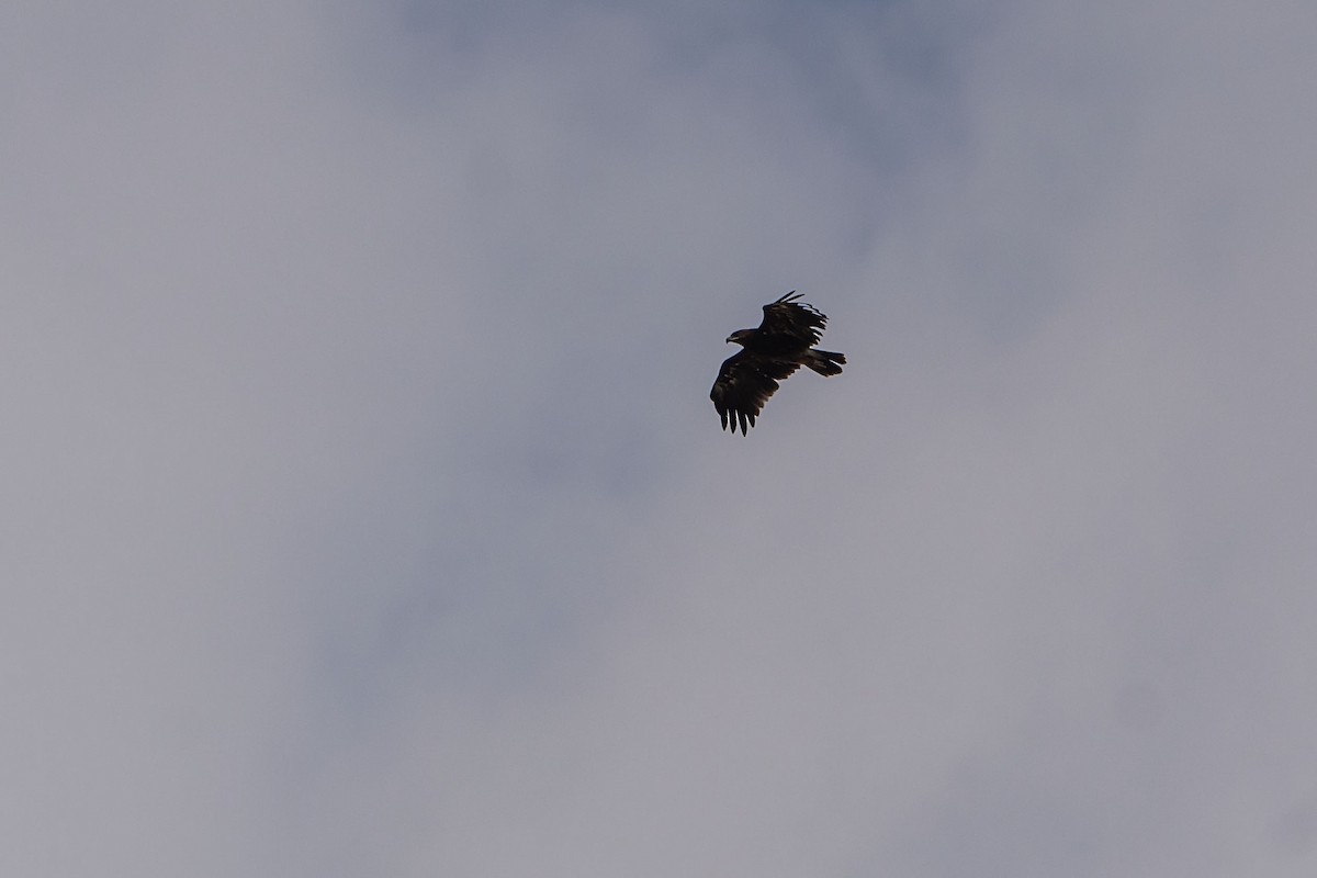 Greater Spotted Eagle - ML620306405
