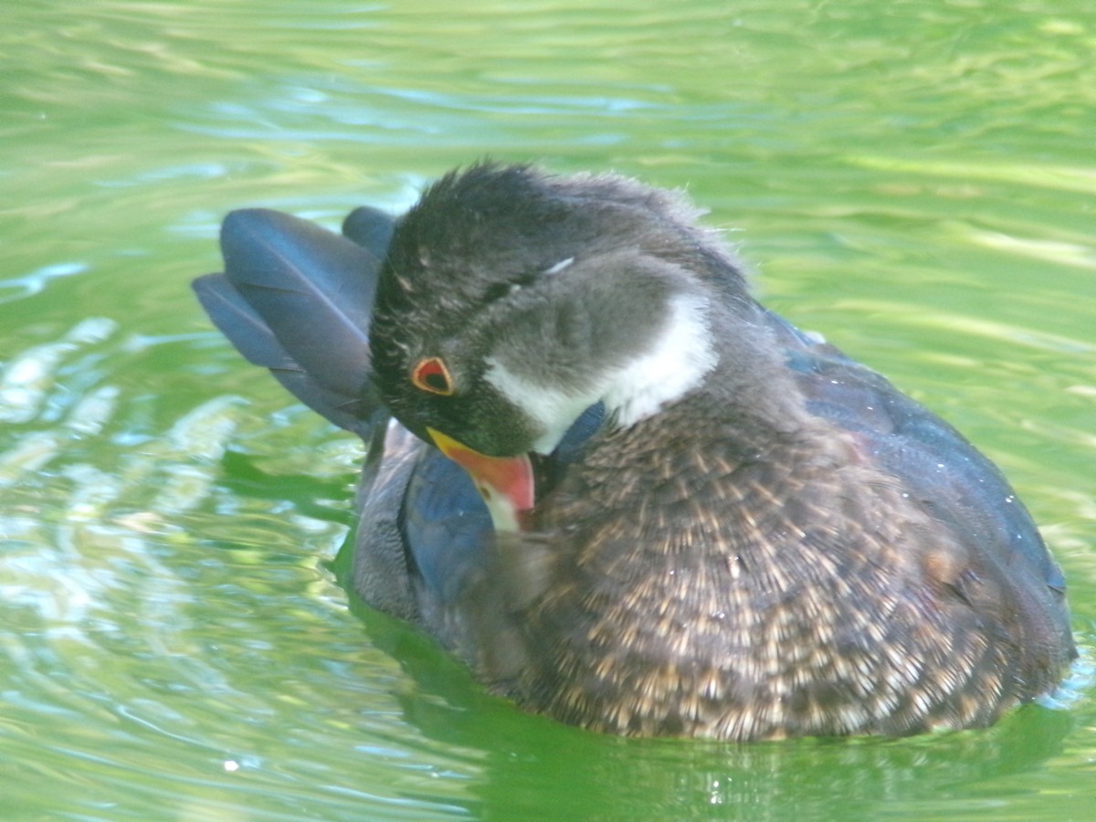 Wood Duck - ML620306408