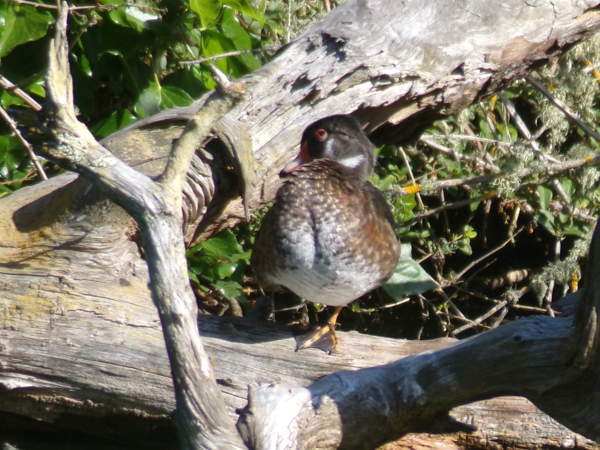 Wood Duck - ML620306409