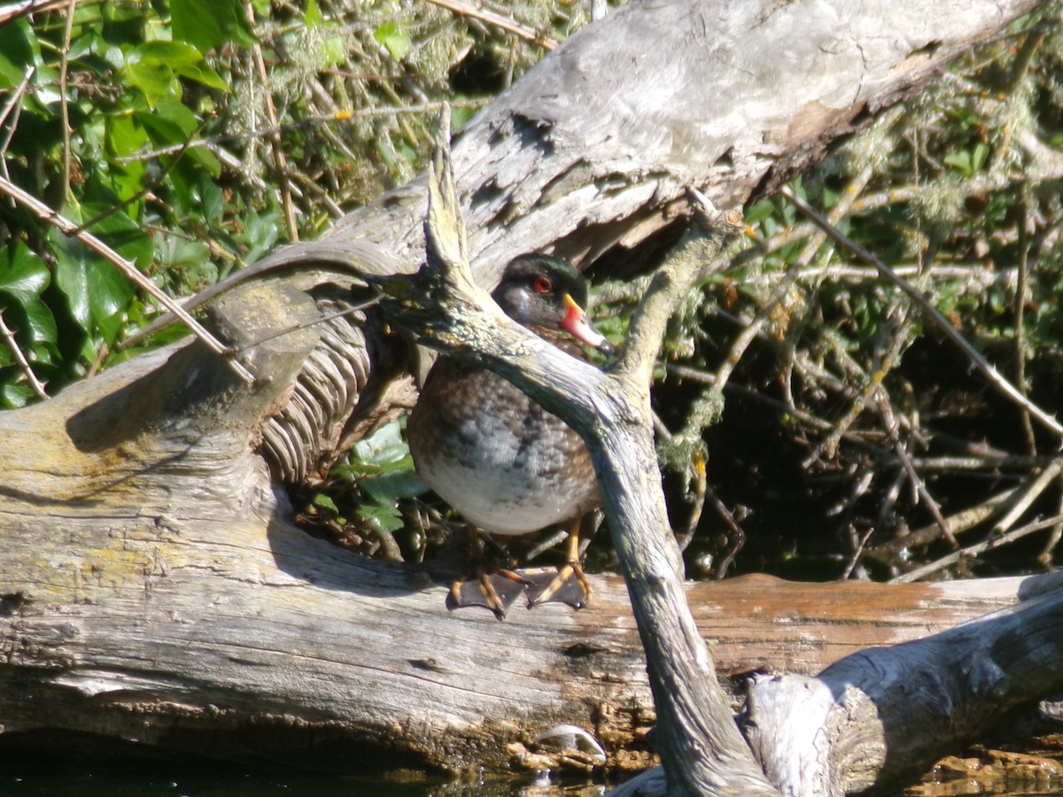 Wood Duck - ML620306411