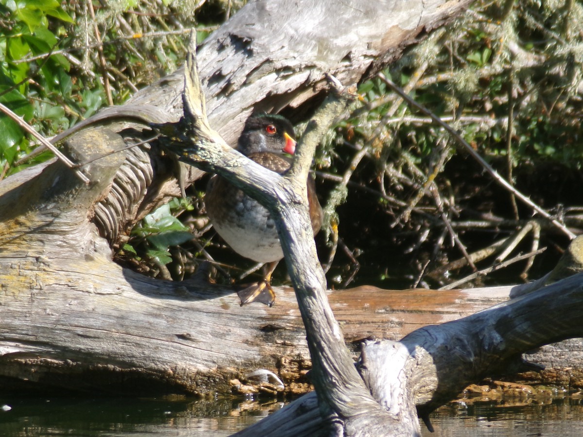 Wood Duck - ML620306412