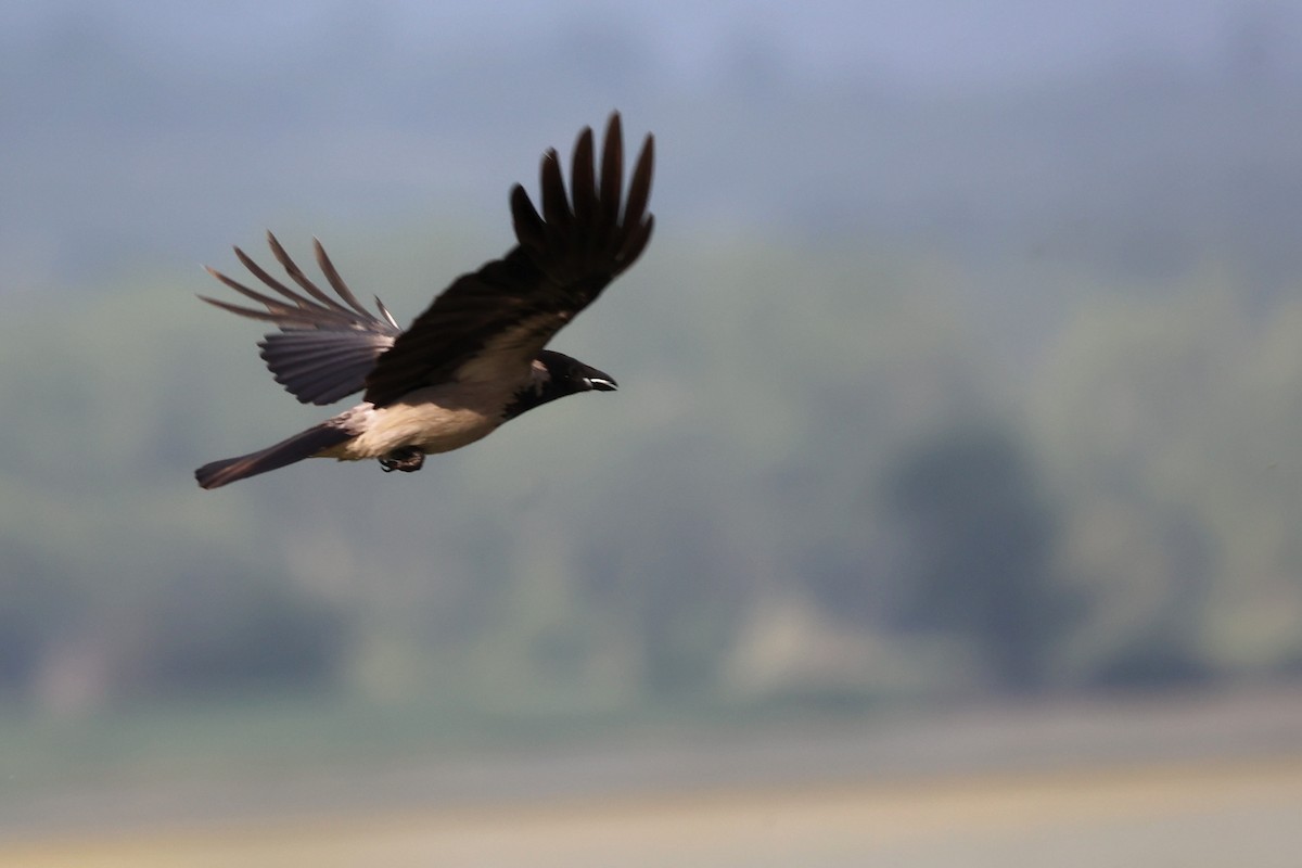 Hooded Crow - ML620306416