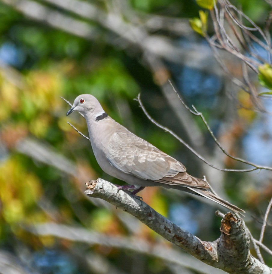 Eurasian Collared-Dove - ML620306418