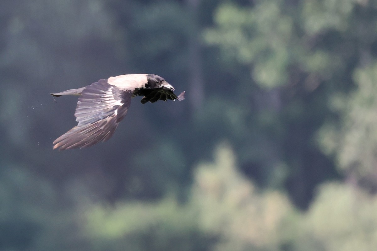 Hooded Crow - ML620306419