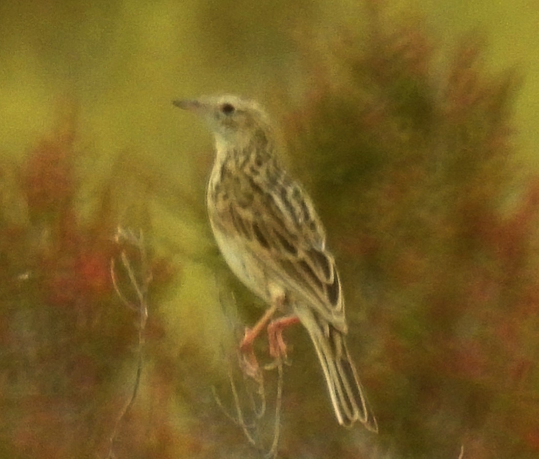 Pipit correndera - ML620306420