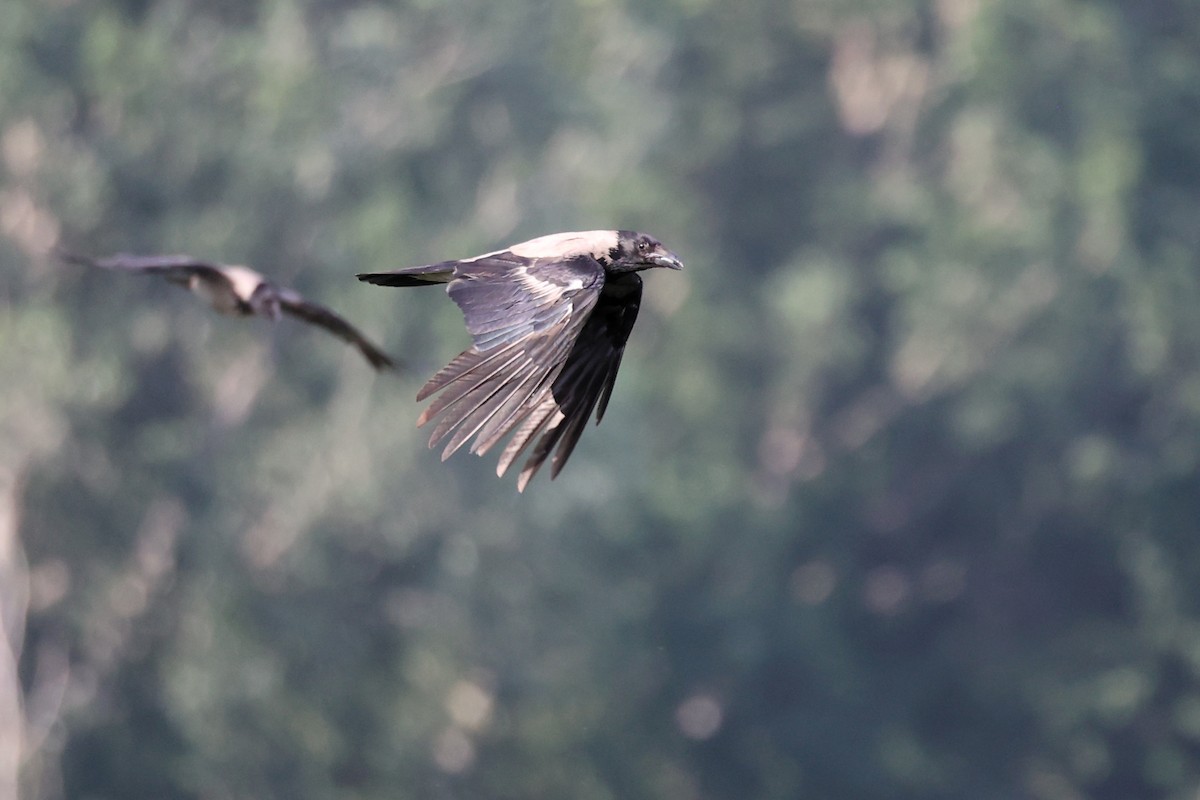 Hooded Crow - ML620306421