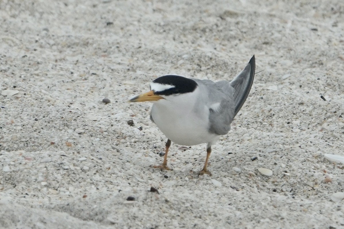 Least Tern - ML620306429