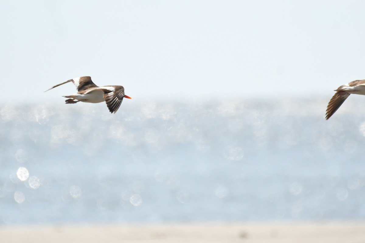 American Oystercatcher - ML620306430