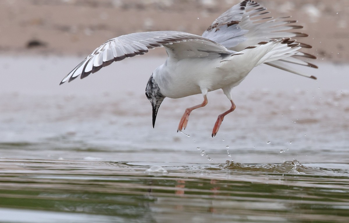 Bonaparte's Gull - ML620306434