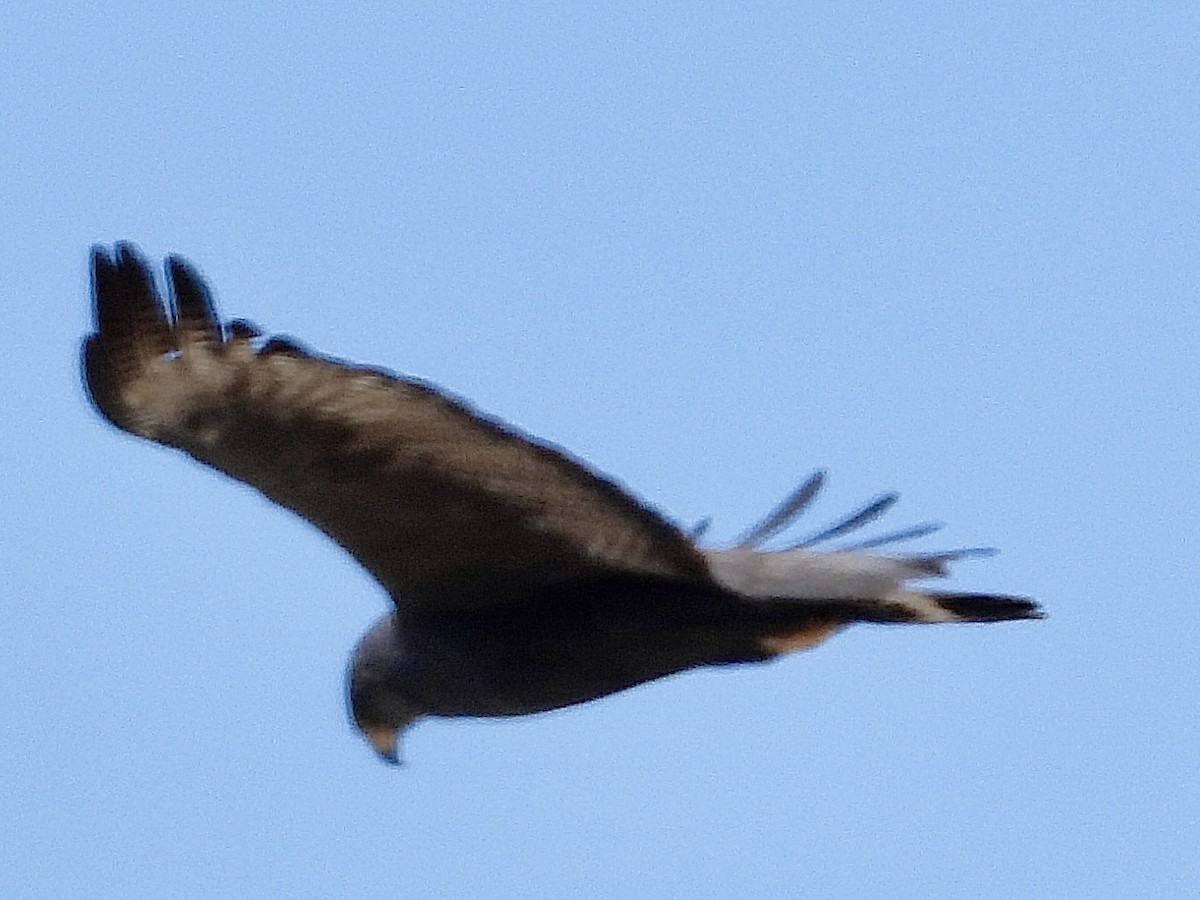 Zone-tailed Hawk - ML620306441