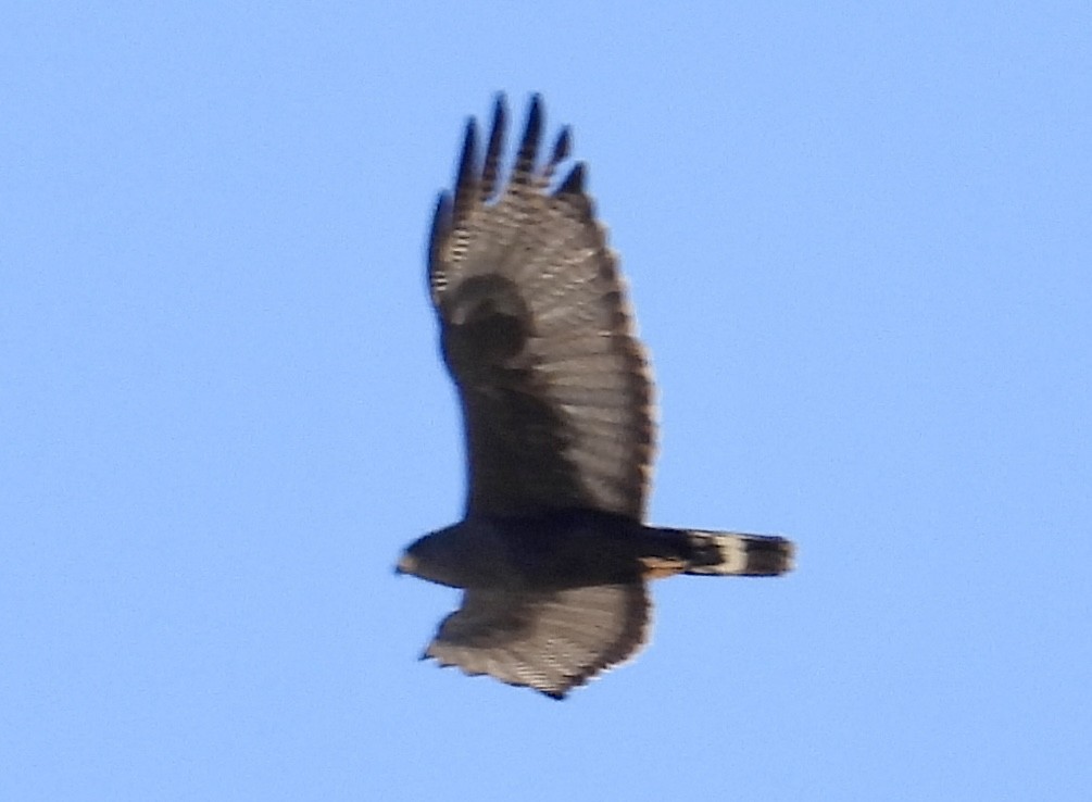 Zone-tailed Hawk - ML620306445