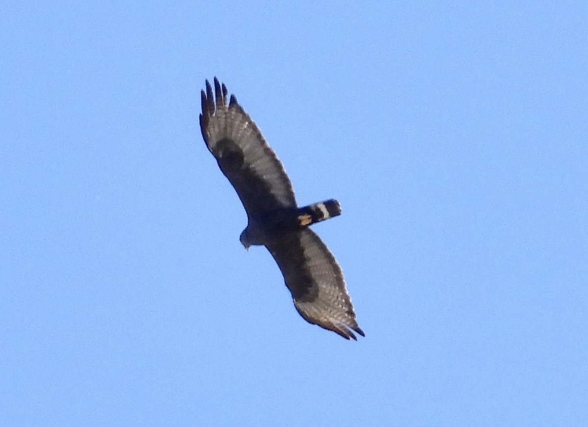 Zone-tailed Hawk - ML620306446